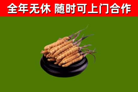 富宁烟酒回收冬虫夏草.jpg