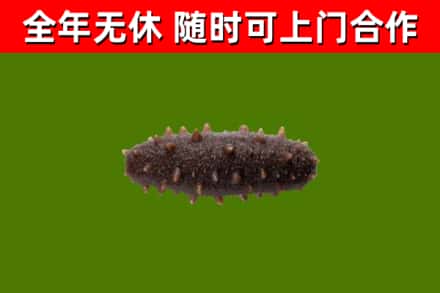 富宁回收海参干